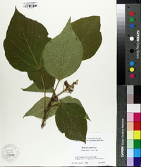 Mallotus japonicus image