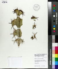 Euphorbia grandicornis image