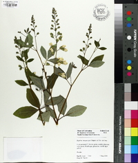 Baptisia megacarpa image