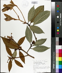 Machilus grijsii image