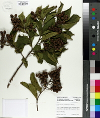 Lagerstroemia limii image