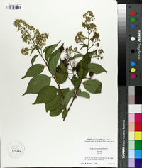 Lagerstroemia fauriei image