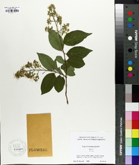 Lagerstroemia fauriei image