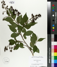 Lagerstroemia fauriei image