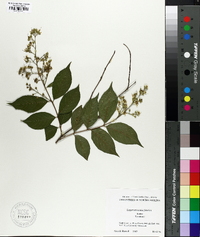 Lagerstroemia fauriei image