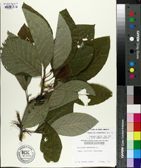 Magnolia acuminata image