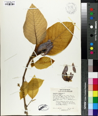 Magnolia acuminata image