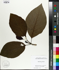 Magnolia acuminata image