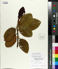 Magnolia grandiflora image