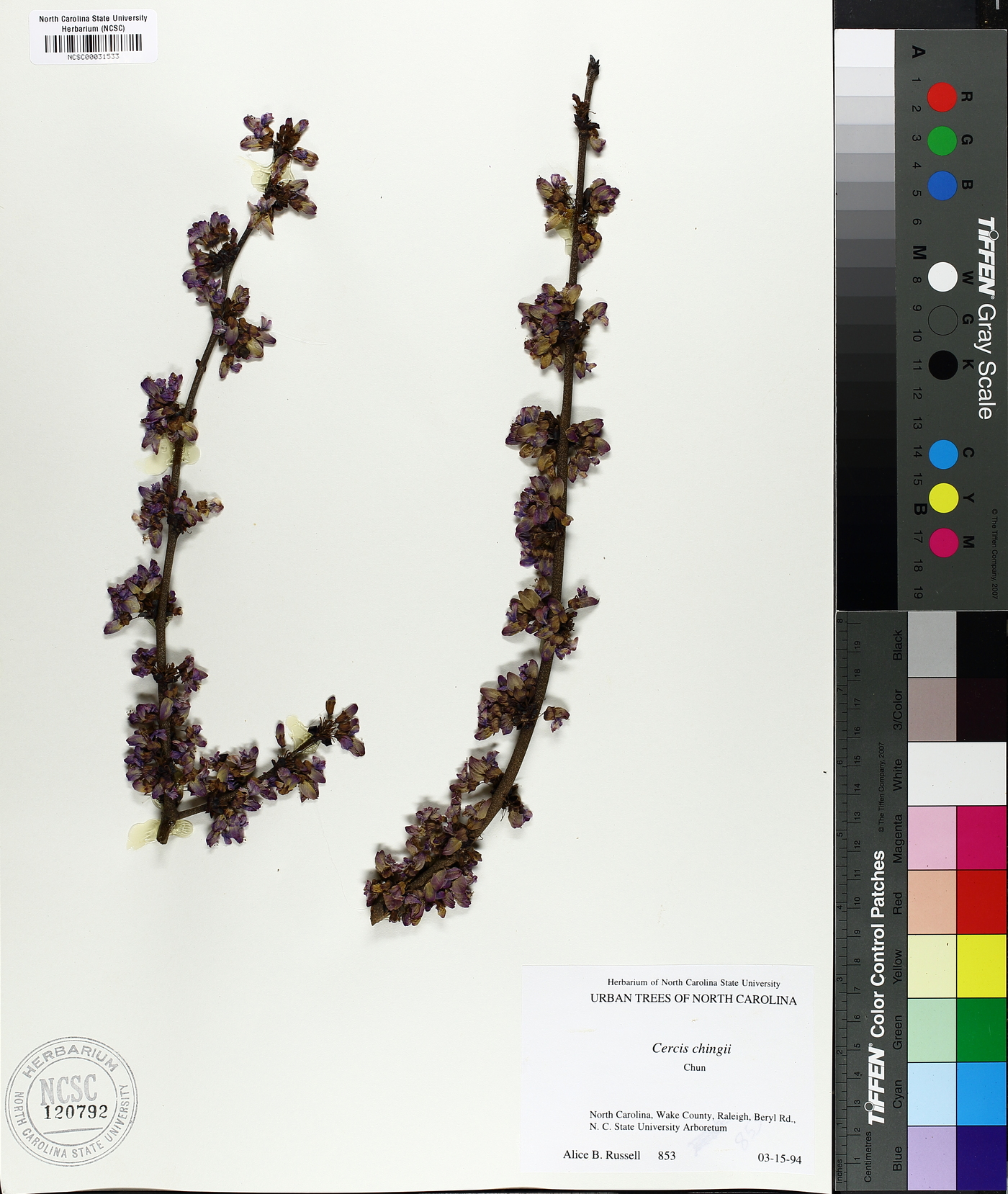 Cercis chingii image