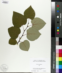 Image of Cercis racemosa