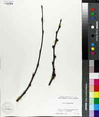 Cercis siliquastrum image