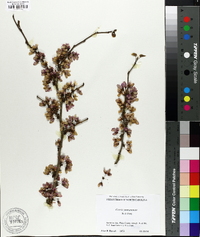 Cercis glabra image