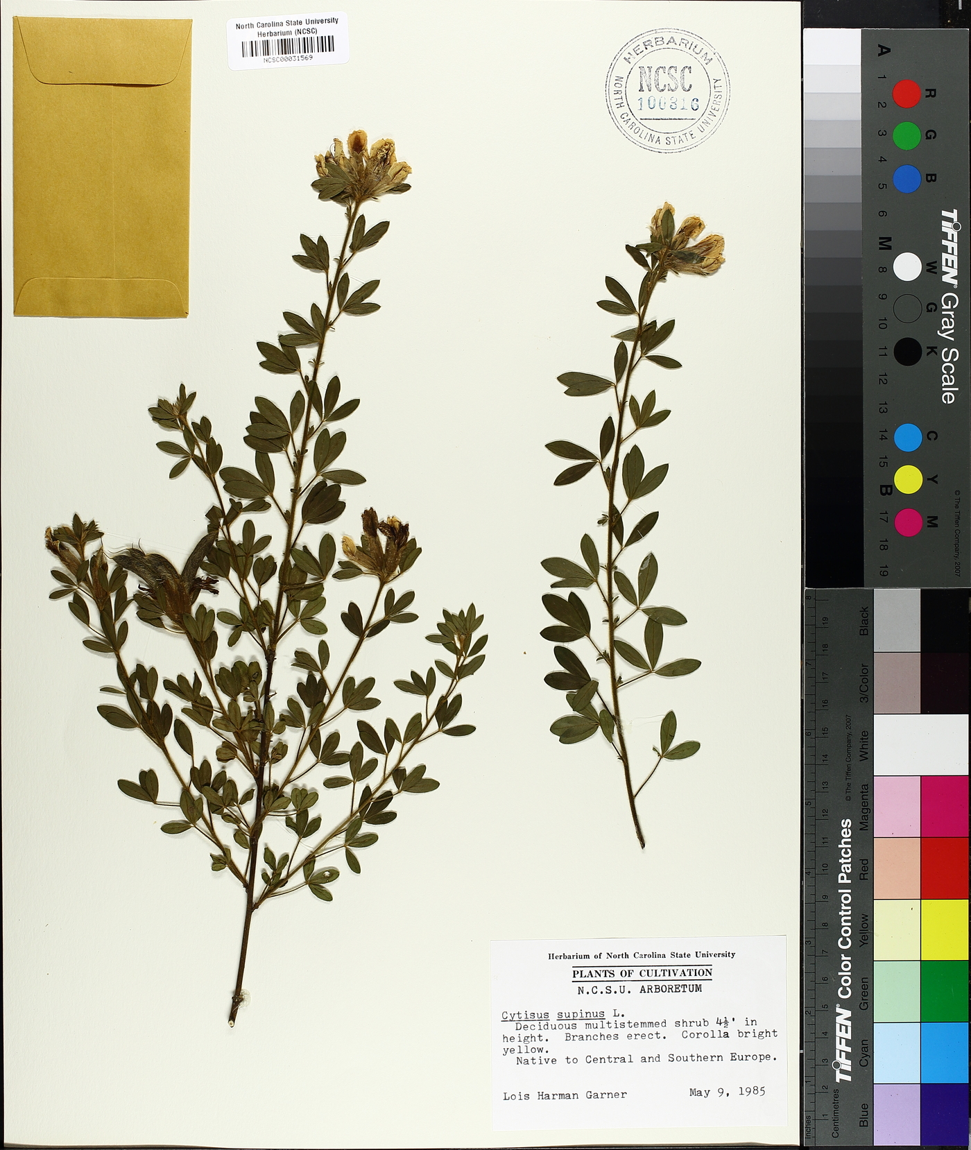 Chamaecytisus supinus image