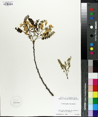 Image of Sophora koreensis