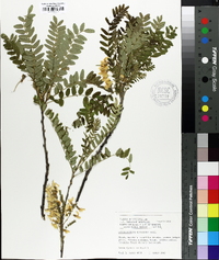 Sophora koreensis image