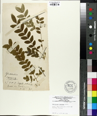 Gleditsia japonica image