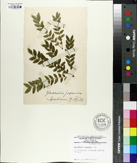 Gleditsia japonica image