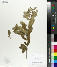 Quercus virginiana image