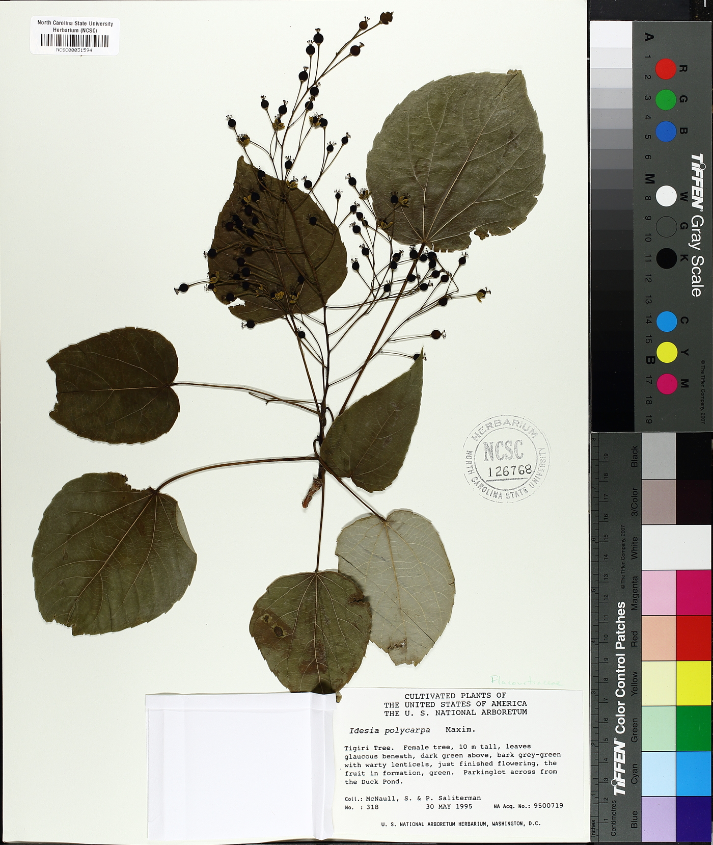 Idesia polycarpa image