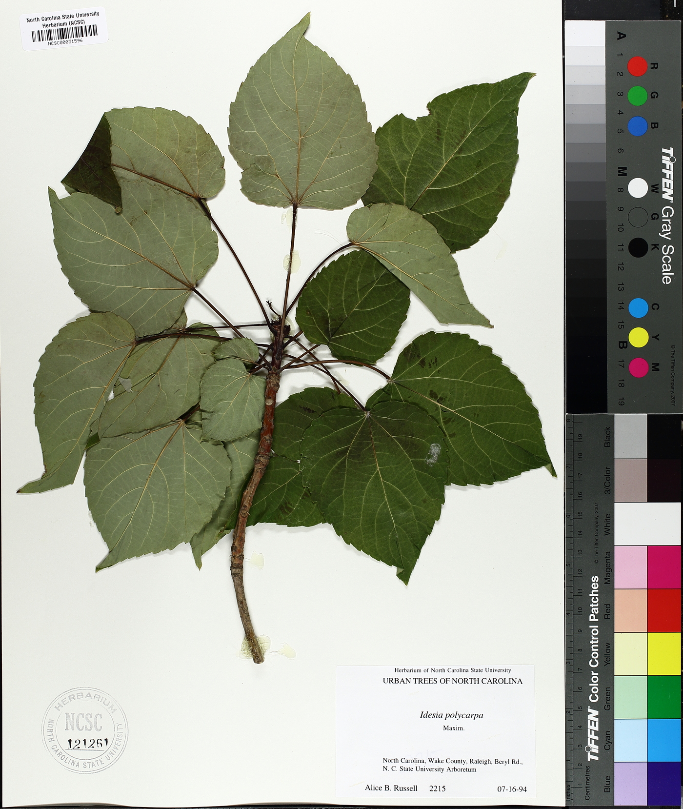 Idesia polycarpa image