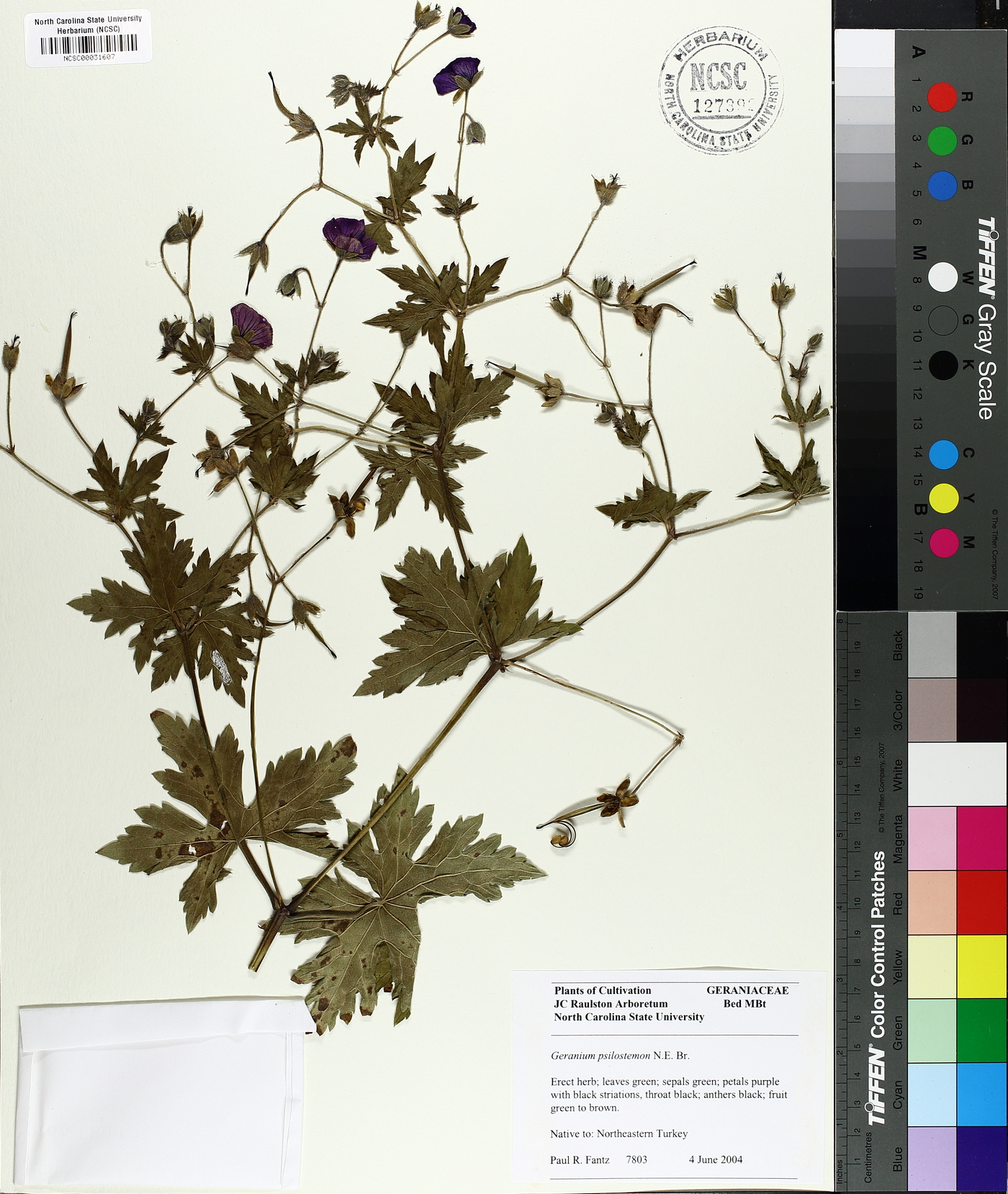Geranium psilostemon image