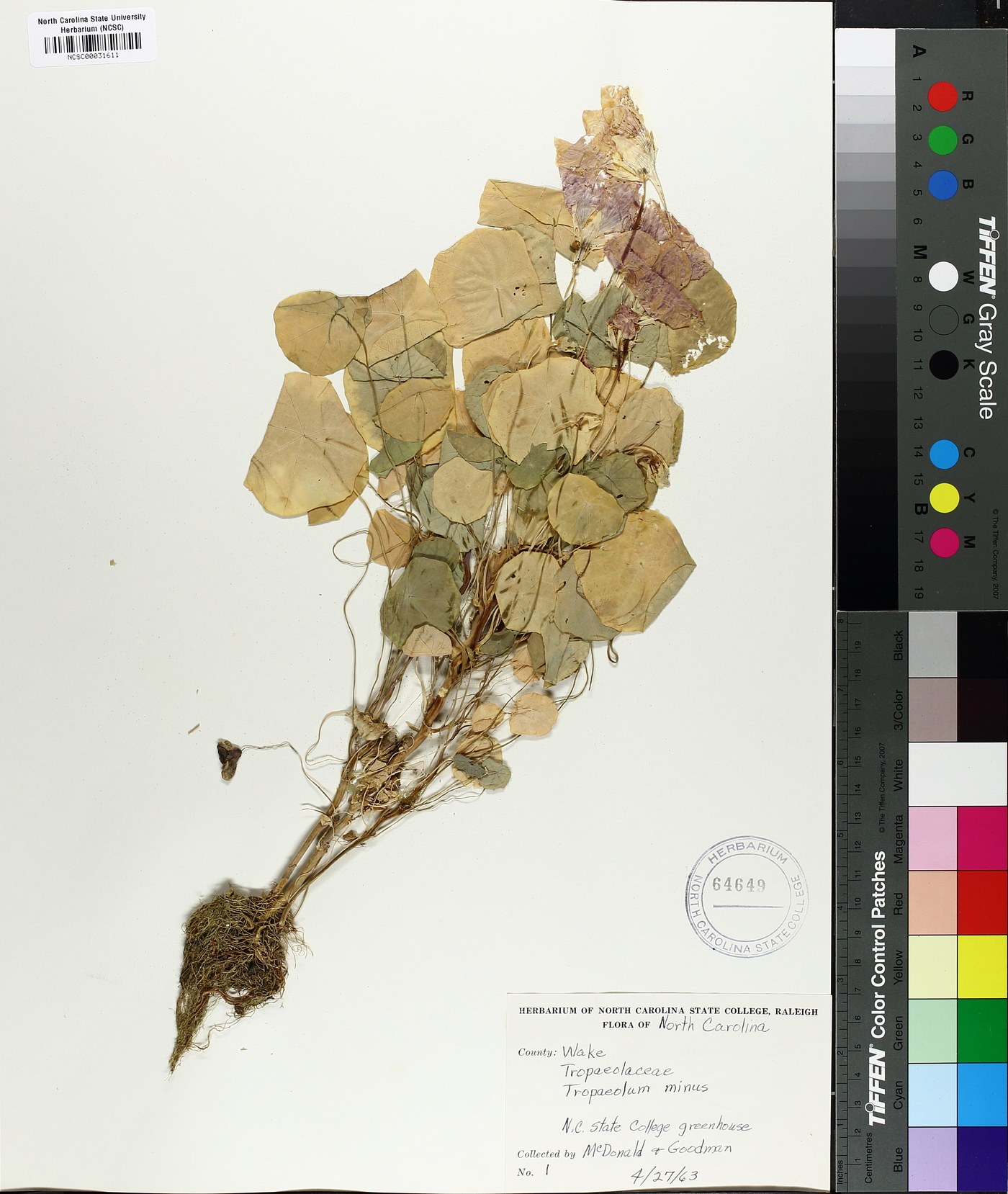 Tropaeolum minus image