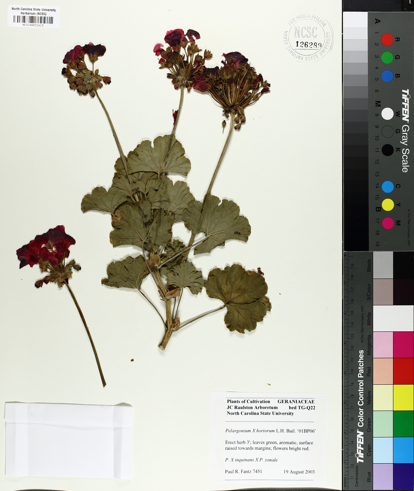 Pelargonium x hortorum image