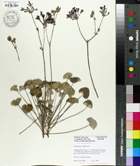 Pelargonium sidoides image