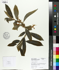 Image of Columnea argentea