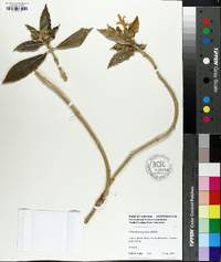 Columnea argentea image