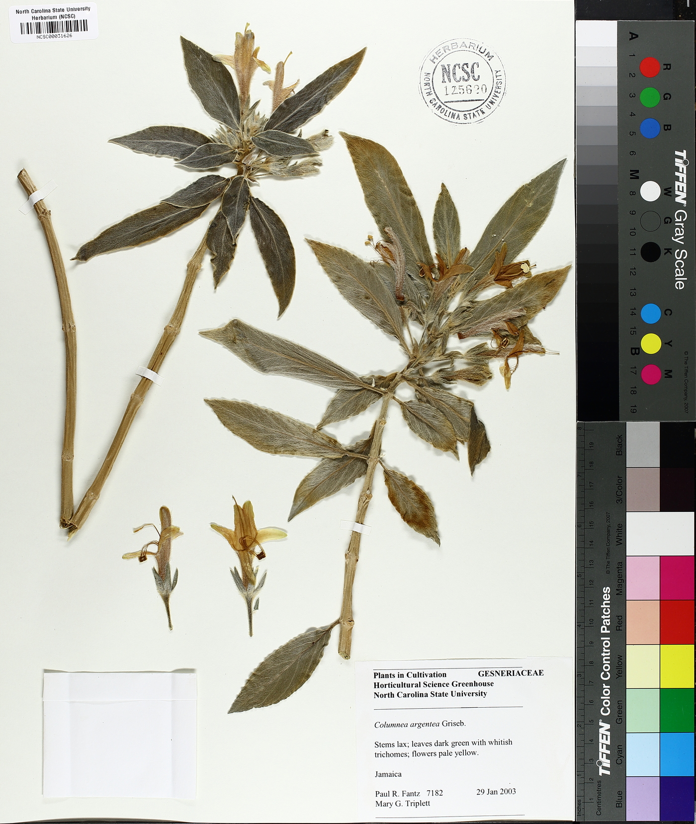 Columnea argentea image