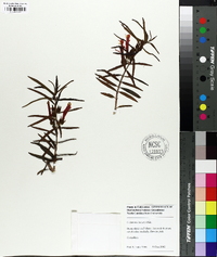 Columnea linearis image