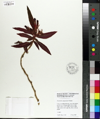 Image of Columnea elongatifolia