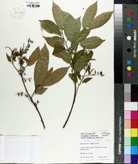 Itea chinensis image