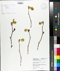 Corylopsis glabrescens image