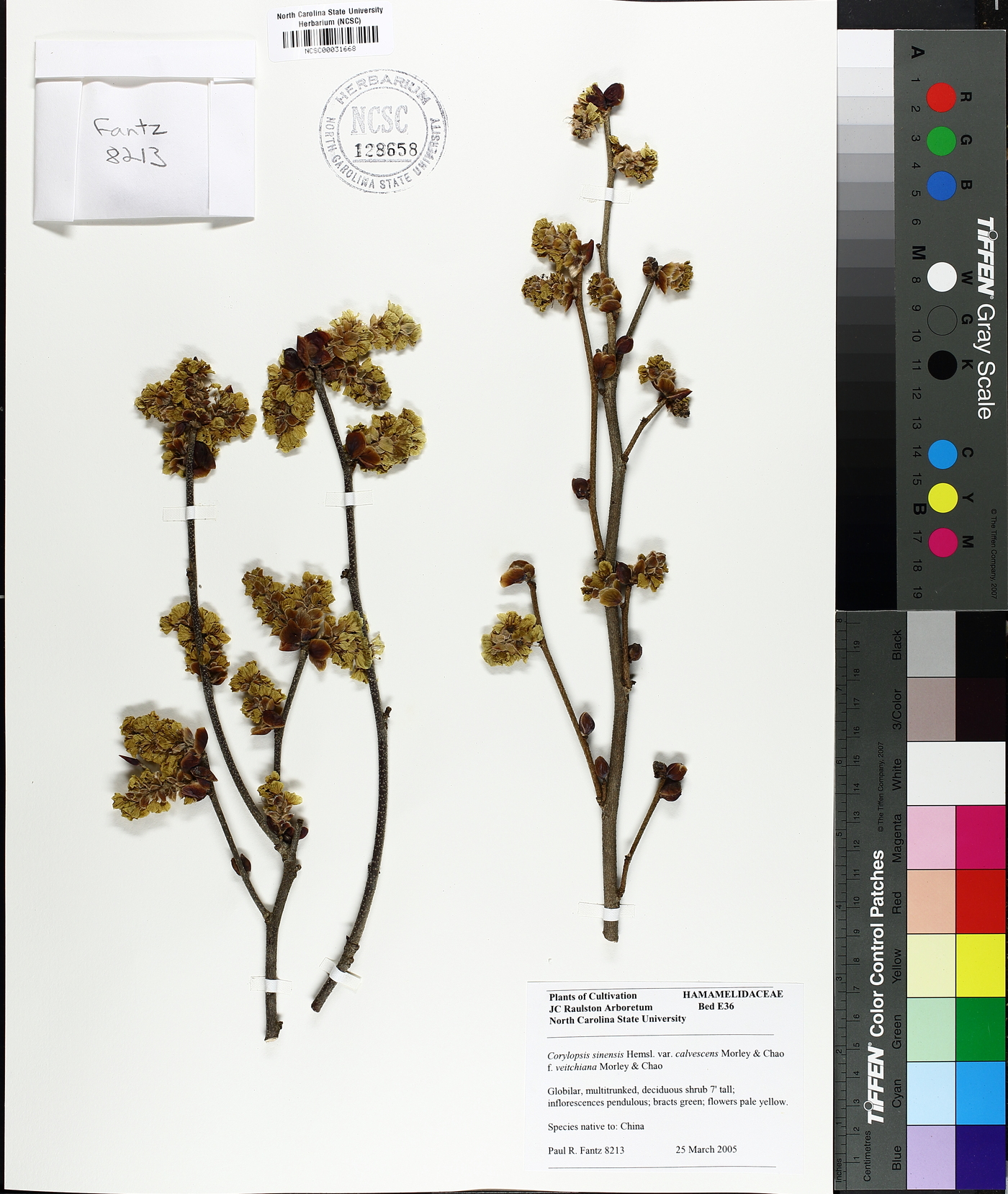 Corylopsis sinensis var. calvescens image