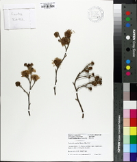 Fothergilla gardenii image