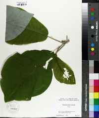 Magnolia macrophylla image