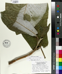 Magnolia macrophylla image