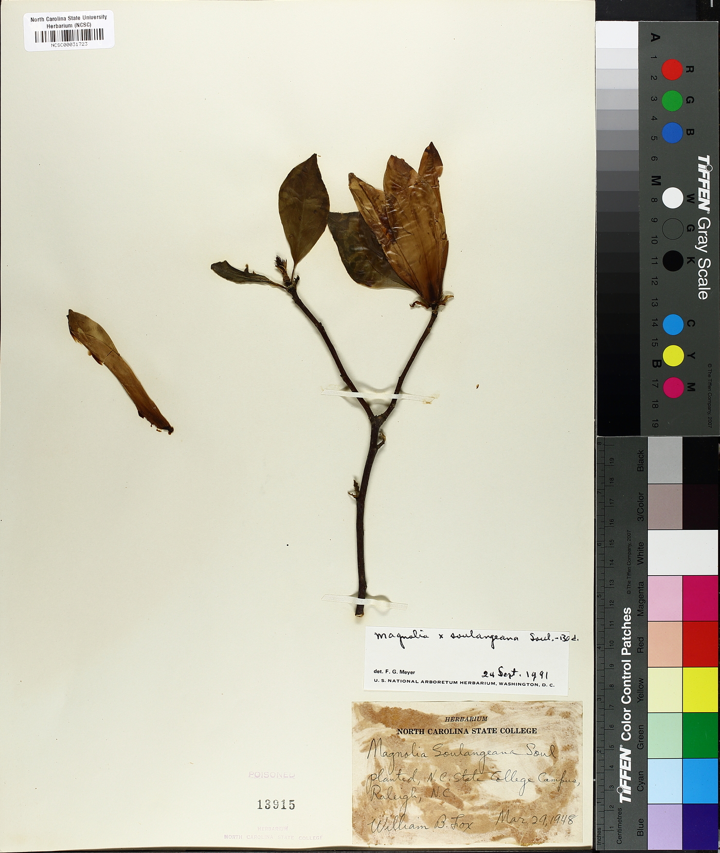 Magnolia x soulangeana image
