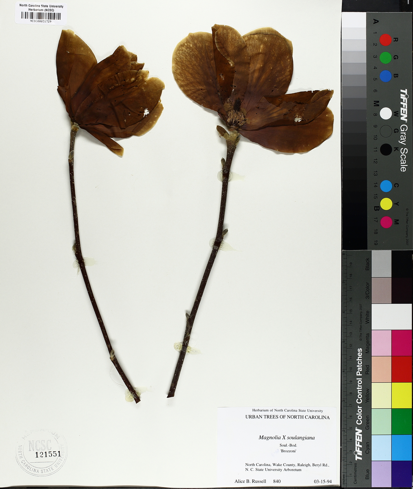 Magnolia x soulangiana image