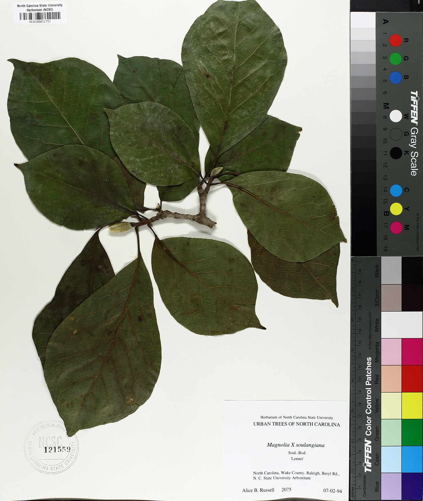 Magnolia x soulangiana image