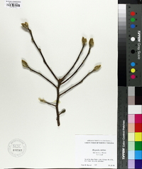 Magnolia stellata image