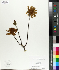 Magnolia stellata image