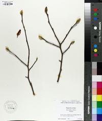 Magnolia stellata image