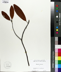 Magnolia virginiana image