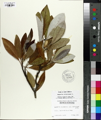 Magnolia virginiana image