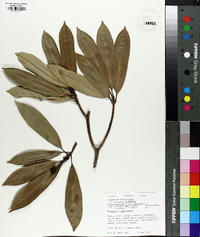 Magnolia insignis image