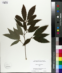 Quercus serrata image